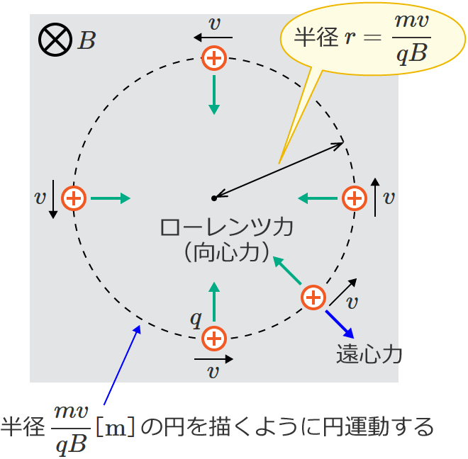 ���[�����c�͂ɂ��~�^���̔��a